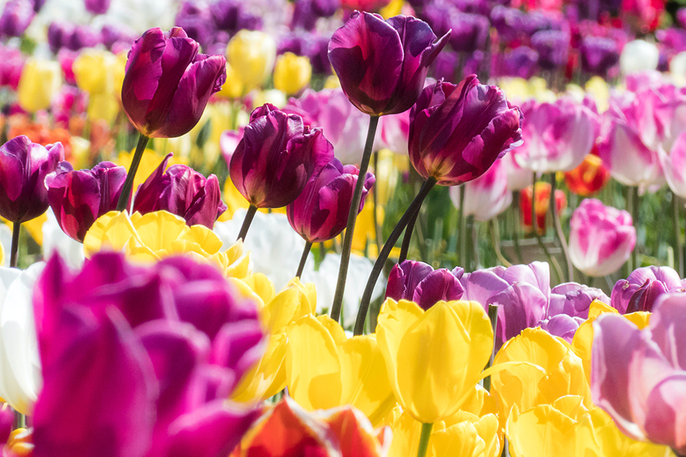 Field of multi-colored tulips